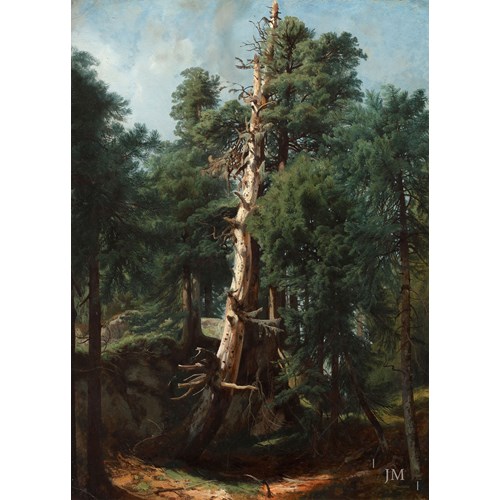 Fir trees in a forest interior